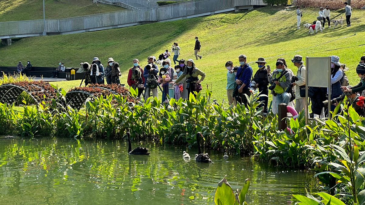 台中市秋紅谷公園內2隻天鵝帶領5隻小黑天鵝寶寶在水面嬉戲,吸引民眾觀賞。(圖/台中市政府) 台中市秋紅谷公園內2隻天鵝帶領5隻小黑天鵝寶寶在水面嬉戲,吸引民眾觀賞。(圖/台中市政府)