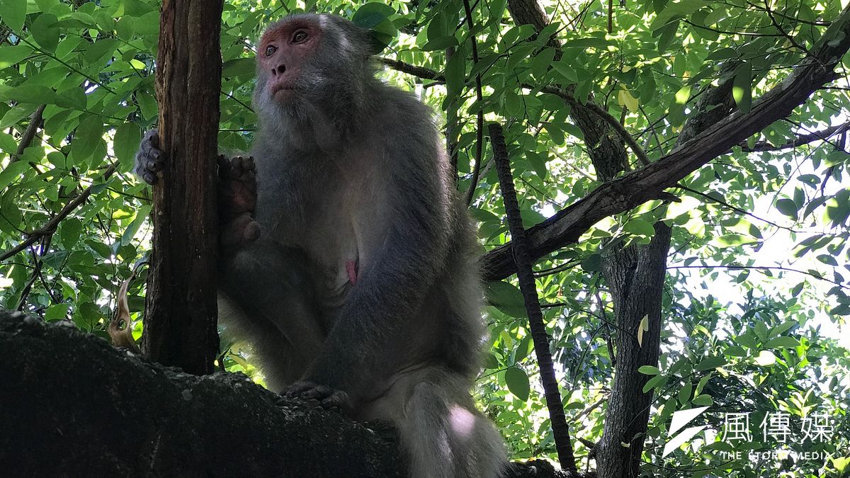 猴子、貓狗、老鼠都時常被作為動物活體實驗,在非動物實驗已是趨勢後,台灣還要觀望多久?。(呂紹煒攝) 猴子、貓狗、老鼠都時常被作為動物活體實驗,在非動物實驗已是趨勢後,台灣還要觀望多久?。(呂紹煒攝)