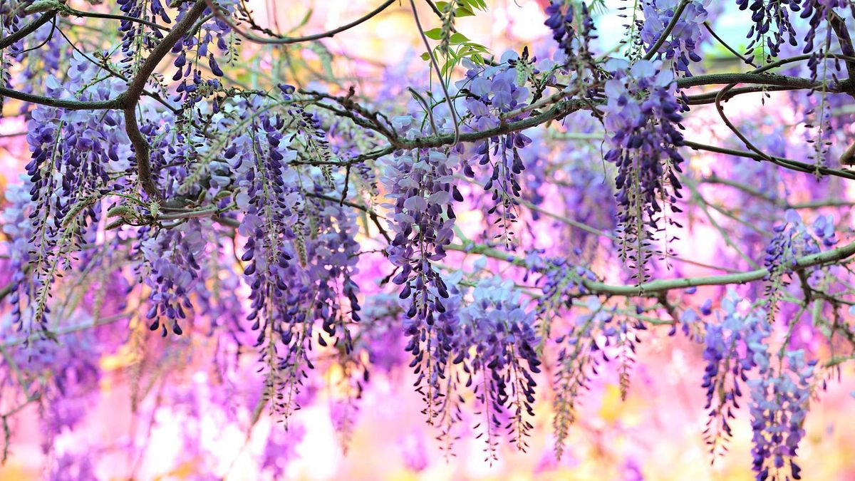 一年一度的嘉義瑞里紫藤花季3月10日起熱情綻放。(圖/嘉義縣政府提供) 一年一度的嘉義瑞里紫藤花季3月10日起熱情綻放。(圖/嘉義縣政府提供)