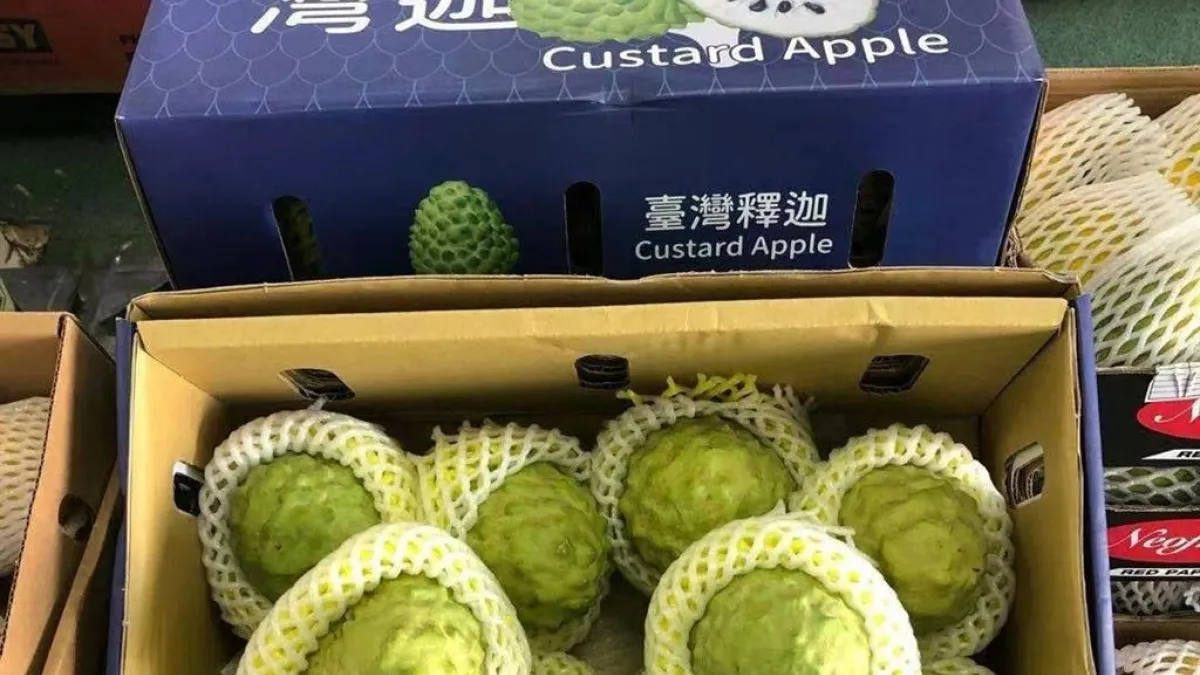 台灣第一個成功將台東鳳梨釋迦銷往中杜拜的案例,做好採後處理後外銷,經過20天貯運、到了杜拜開櫃後,果實還非常新鮮,可有1週的貯架壽命。(圖/取自食力foodNEXT)