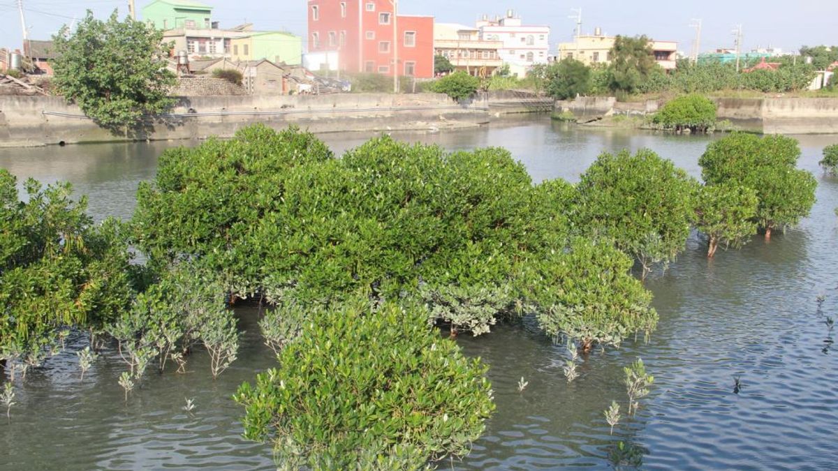 紅樹林將納入龜殼公園範圍進行整體規劃。(圖/臺中市政府建設局提供) 紅樹林將納入龜殼公園範圍進行整體規劃。(圖/臺中市政府建設局提供)