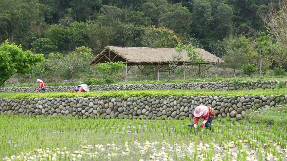 勞動部多元及培力就業方案協助農村培育在地人才並吸引青年返鄉。(圖/勞動力發展署桃竹苗分署提供)