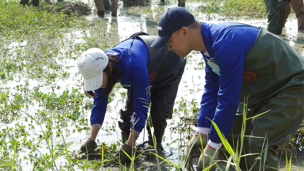 郡宏光電董事長林勇任和副董事長呂昕晨帶領員工共同投入水雉生態教育園區的棲地工作。(圖/郡宏光電提供) 郡宏光電董事長林勇任和副董事長呂昕晨帶領員工共同投入水雉生態教育園區的棲地工作。(圖/郡宏光電提供)