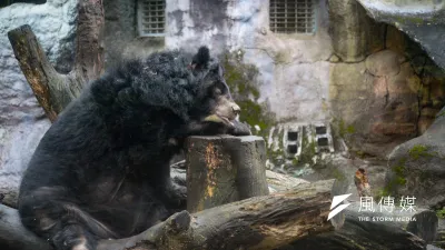 台北市立動物園中的台灣黑熊。(資料照,甘岱民攝)