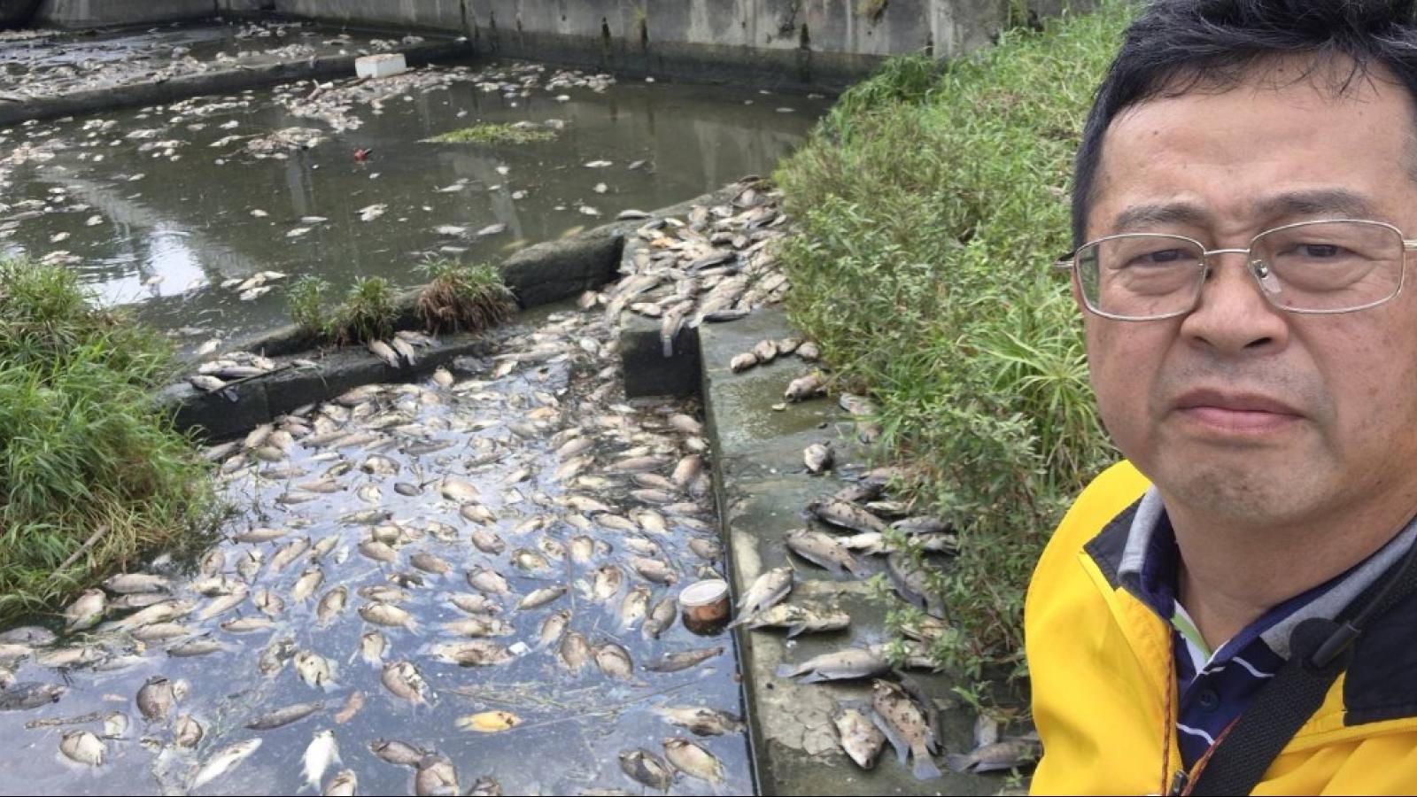 後勁溪再現大規模死魚潮!薛兆基批「為何總等魚死才處理?」籲建AI水質監測