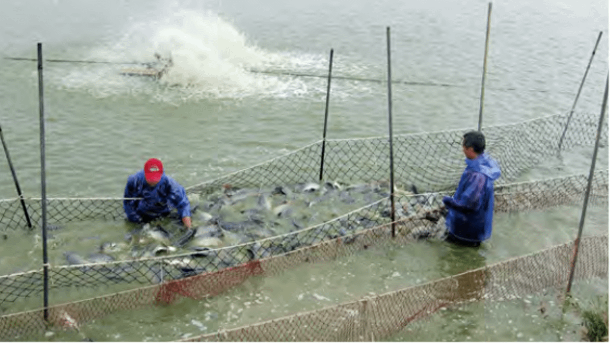 作者認為,新政府應盡快端出漁業新政給漁民帶來希望。(擷取自行政院農業發展委員會漁業署) 作者認為,新政府應盡快端出漁業新政給漁民帶來希望。(擷取自行政院農業發展委員會漁業署)