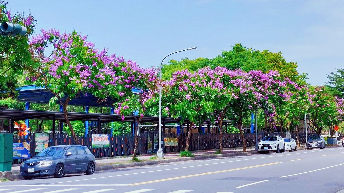 近日大花紫薇紫色花朵芃芃盛開於枝枒上,一串串浪漫的紫色花序,像爆米花一樣爆開。(圖/高市工務局提供) 近日大花紫薇紫色花朵芃芃盛開於枝枒上,一串串浪漫的紫色花序,像爆米花一樣爆開。(圖/高市工務局提供)
