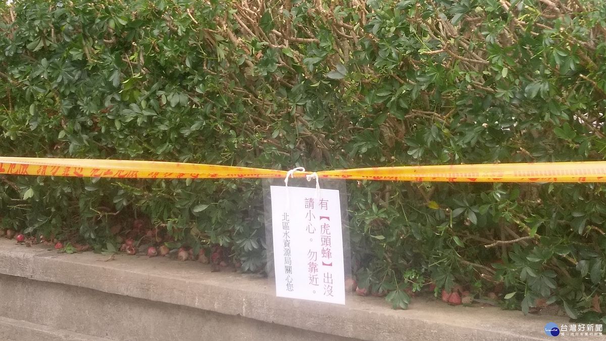 覓食掉落蓮霧 石門水庫阿姆坪公園有虎頭蜂出沒 覓食掉落蓮霧 石門水庫阿姆坪公園有虎頭蜂出沒