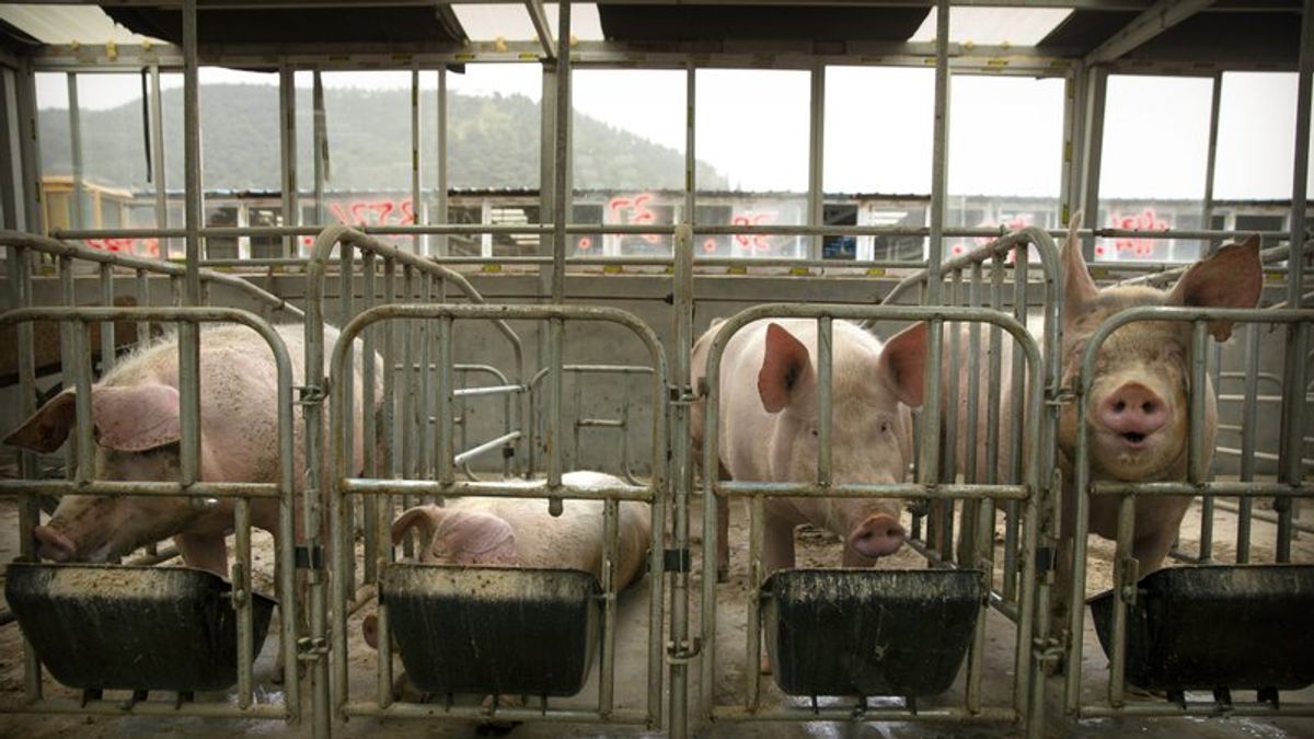 貿易總值高達400億!中國暫停從西班牙進口豬肉,只因該國睽違30年、首次驗出非洲豬瘟病毒