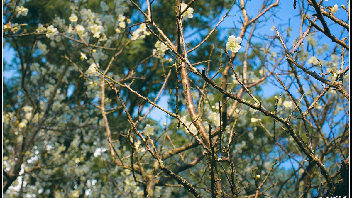 角板山梅園佔地兩公頃,是北台灣最大的梅園。(圖/WANG-HSIN PEI@flickr) 角板山梅園佔地兩公頃,是北台灣最大的梅園。(圖/WANG-HSIN PEI@flickr)