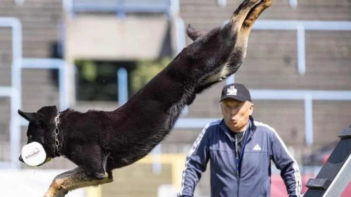 西北訓犬學苑培育的狼犬Dino比賽成績成績傲視歐洲。(圖/西北訓犬學苑提供)