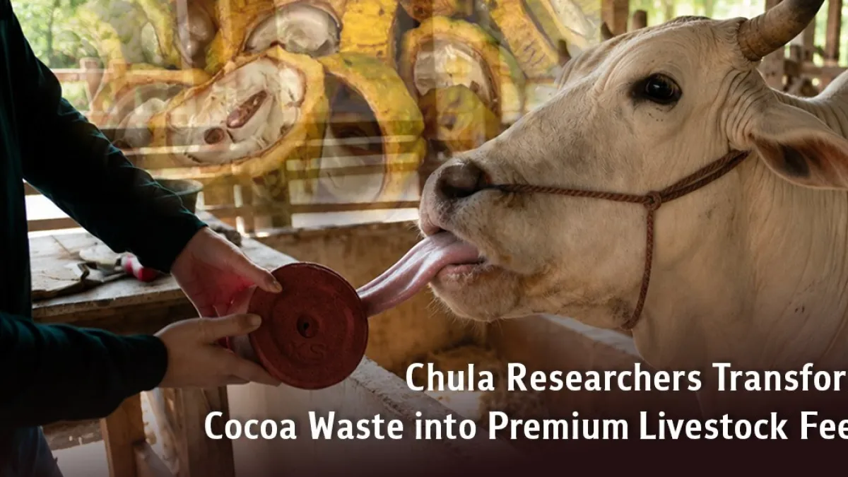 Chula Researchers Transform Cocoa Waste into Premium Livestock Feed