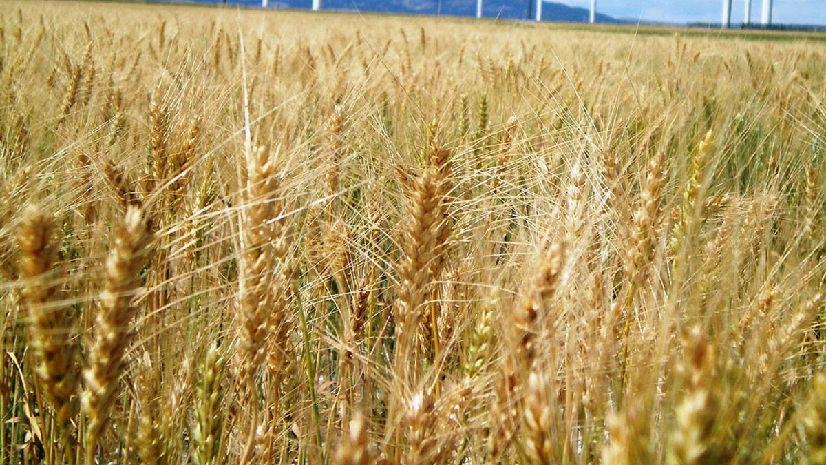 臺灣務農者高齡化,運用除草劑降低勞力成本有其必要性(圖/Idaho National Laboratory@flickr) 臺灣務農者高齡化,運用除草劑降低勞力成本有其必要性(圖/Idaho National Laboratory@flickr)