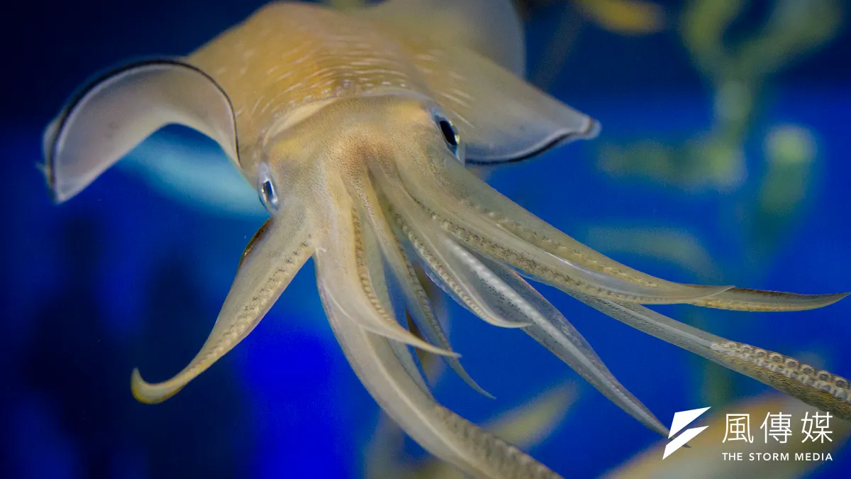 烏賊被證實在實驗中,會選擇數量較多的活蝦群。(圖/weslie.leung@flickr) 烏賊被證實在實驗中,會選擇數量較多的活蝦群。(圖/weslie.leung@flickr)