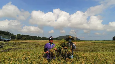 雲林每年稻作面積佔全國稻作面積約17%,農民所收成的稻穀幾乎都繳交公糧。(圖/台中市政府)