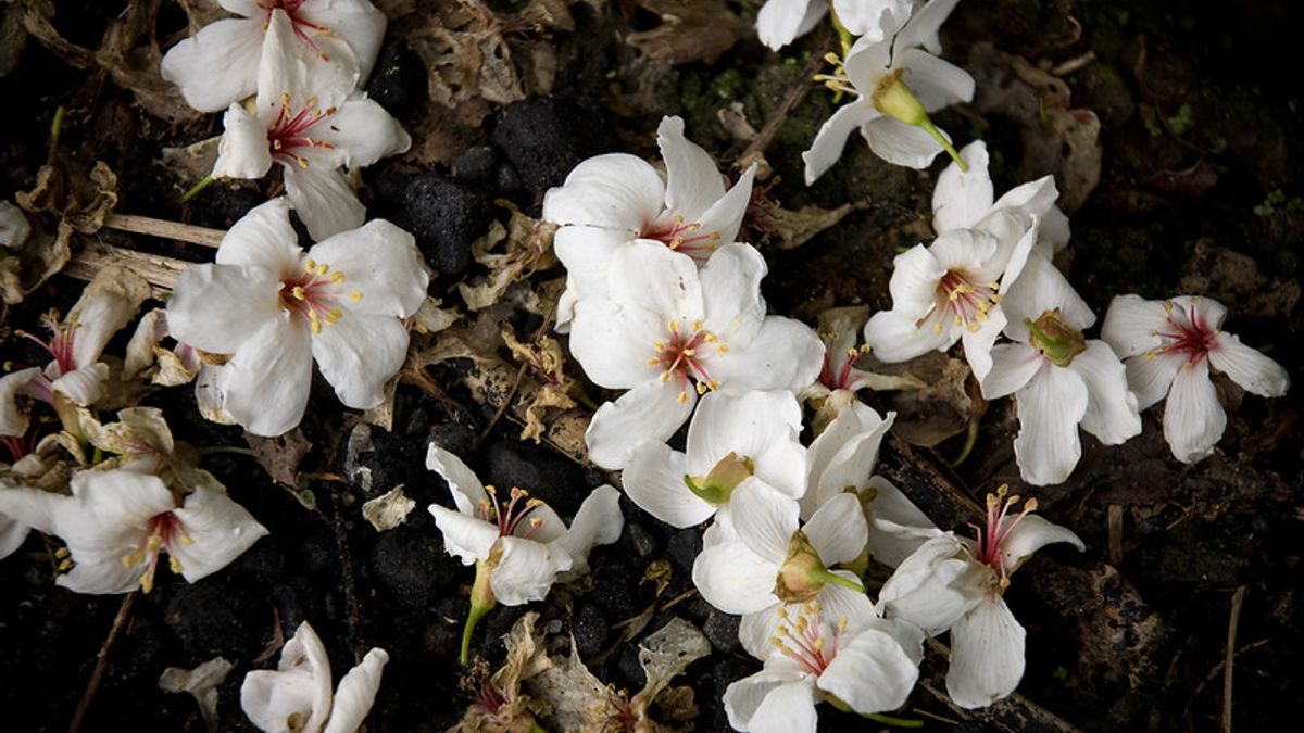 每年4月、5月是全台油桐花盛開季節,你準備好了嗎?(圖/flickr@黃 zero) 每年4月、5月是全台油桐花盛開季節,你準備好了嗎?(圖/flickr@黃 zero)