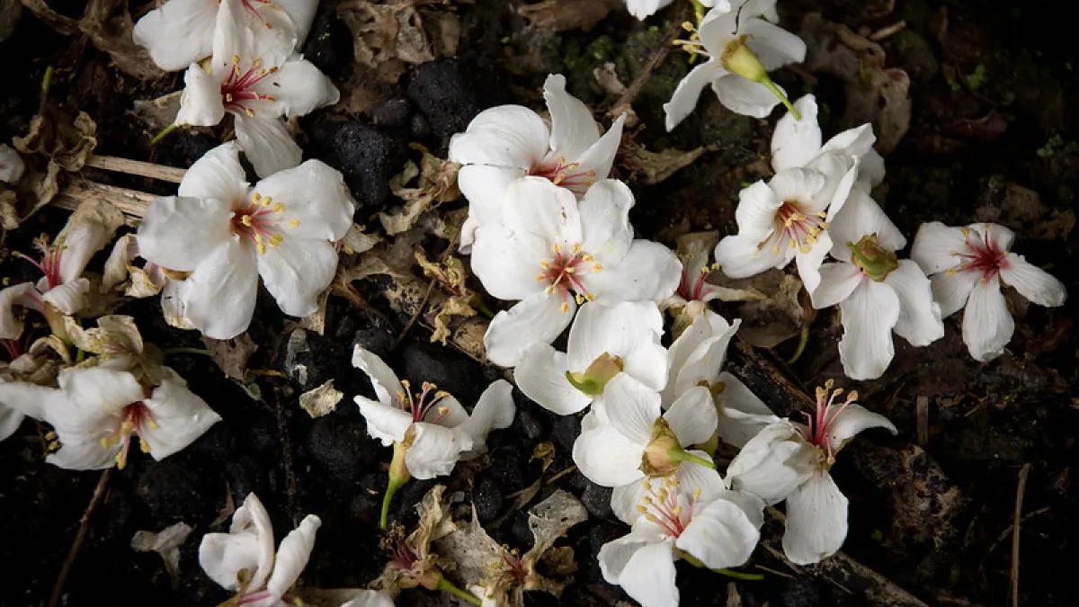 每年4月、5月是全台油桐花盛開季節,你準備好了嗎?(圖/flickr@黃 zero)