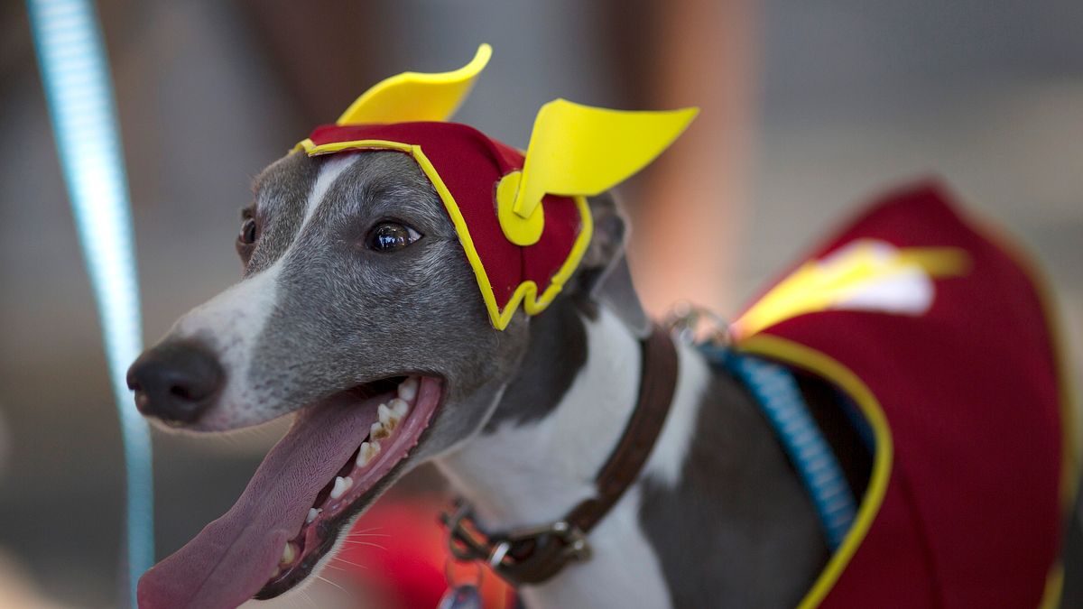 狗狗(美聯社) 狗狗(美聯社)