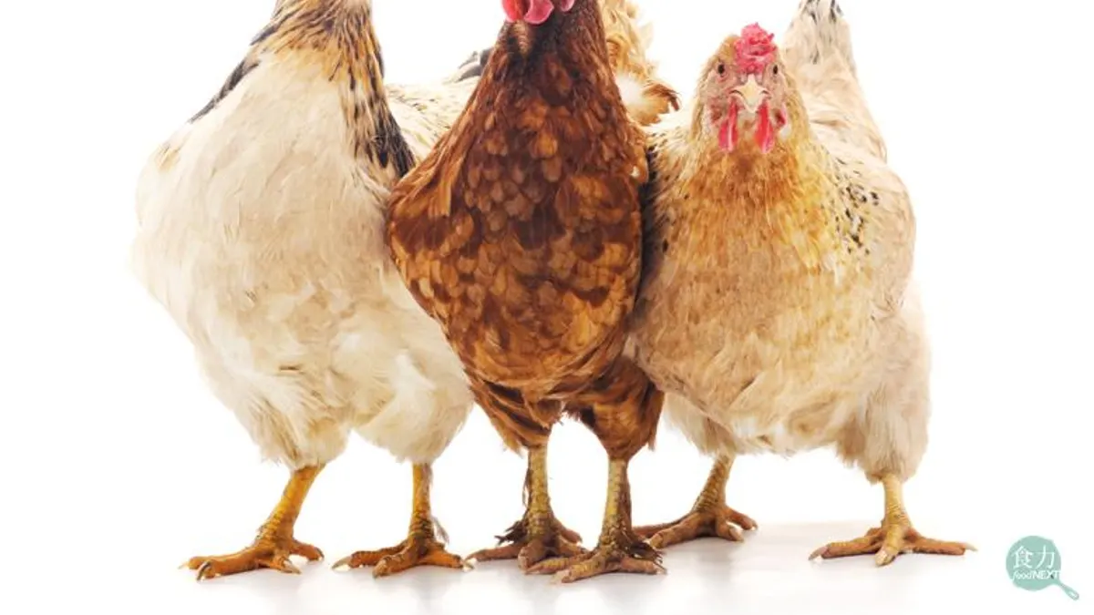 台灣人愛吃雞胗,但你知道雞胗是雞身體裡的哪個部位嗎?(圖/食力foodNEXT提供)