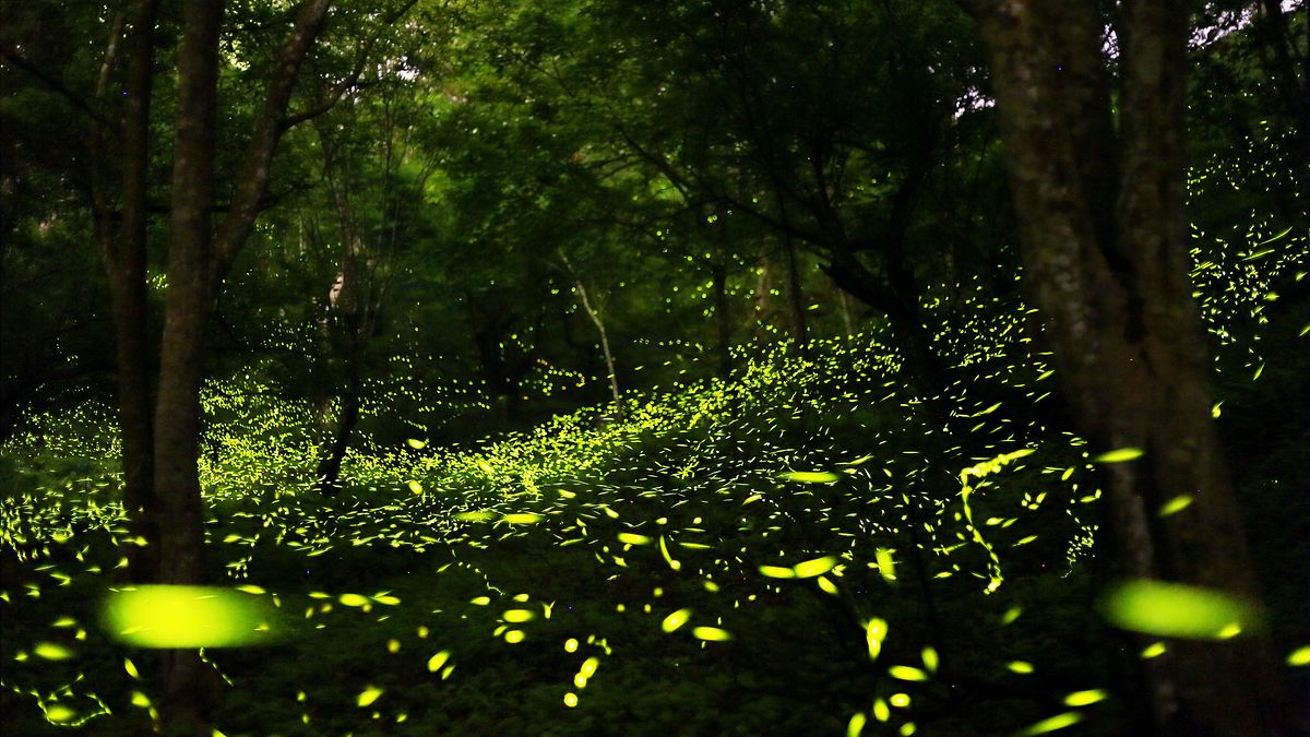 東勢螢火蟲。(圖/Calvine Wu@Flickr) 東勢螢火蟲。(圖/Calvine Wu@Flickr)