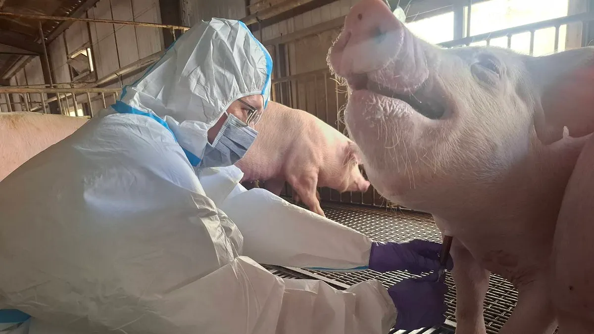 當廚餘養豬仍是潛在破口、地方通報機制遲滯、資訊透明度不足,「疫情可控」便顯得蒼白。(台南市政府提供) 當廚餘養豬仍是潛在破口、地方通報機制遲滯、資訊透明度不足,「疫情可控」便顯得蒼白。(台南市政府提供)