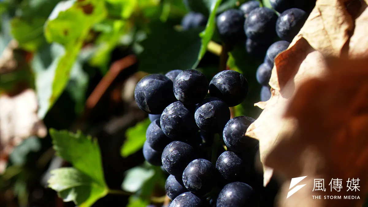 紫葡萄的鐵含量其實相當少,每100公克僅0.2毫克,但富含維生素B群、花青素等抗氧化物質,能夠提振精神,有助護眼、抗老。(tribp@flickr) 紫葡萄的鐵含量其實相當少,每100公克僅0.2毫克,但富含維生素B群、花青素等抗氧化物質,能夠提振精神,有助護眼、抗老。(tribp@flickr)