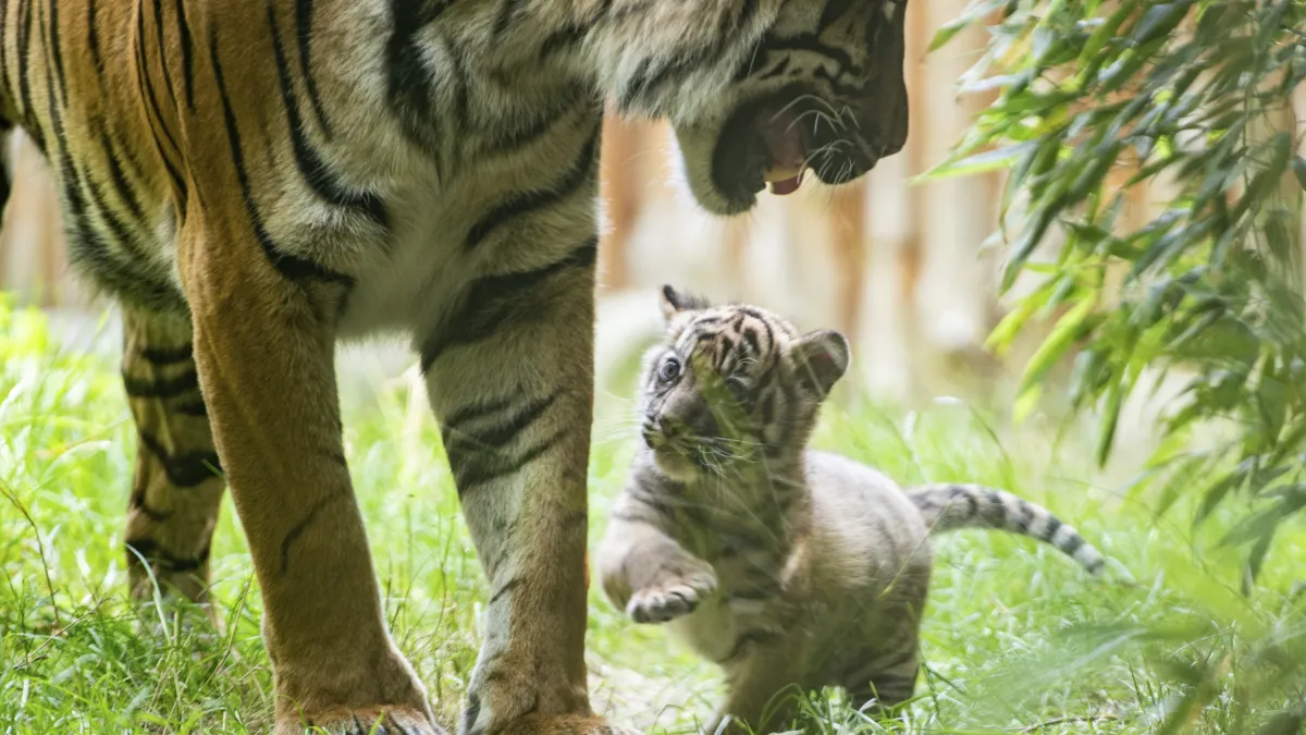 安徽省阜陽市穎東區一處民營野生動物園環境惡劣,致使園內瀕危稀有的東北虎就有20隻不幸死亡,其中有10隻幼虎。(示意圖,美聯社)