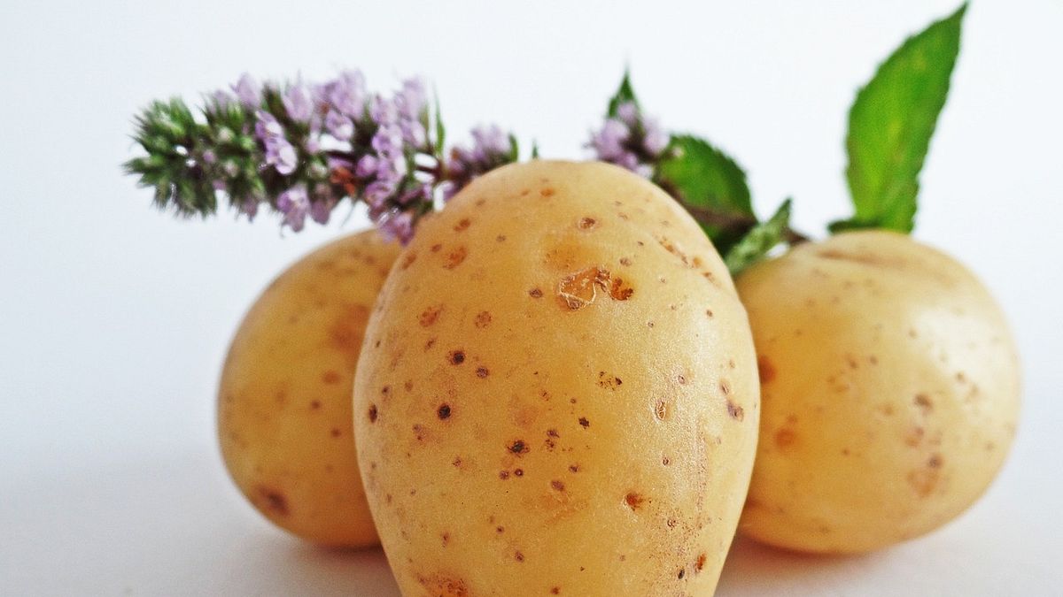 馬鈴薯發芽後會產生大量有毒生物鹼,千萬不要吃!(圖/HolgersFotografie@pixabay) 馬鈴薯發芽後會產生大量有毒生物鹼,千萬不要吃!(圖/HolgersFotografie@pixabay)