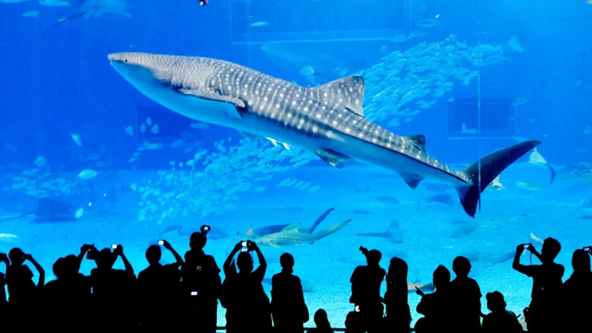小時候去過水族館,當時只知道水族館有好多魚、好漂亮,現在知道,其實這是一種傷害動物的行為...(圖/Makoto Okuda@flickr) 小時候去過水族館,當時只知道水族館有好多魚、好漂亮,現在知道,其實這是一種傷害動物的行為...(圖/Makoto Okuda@flickr)