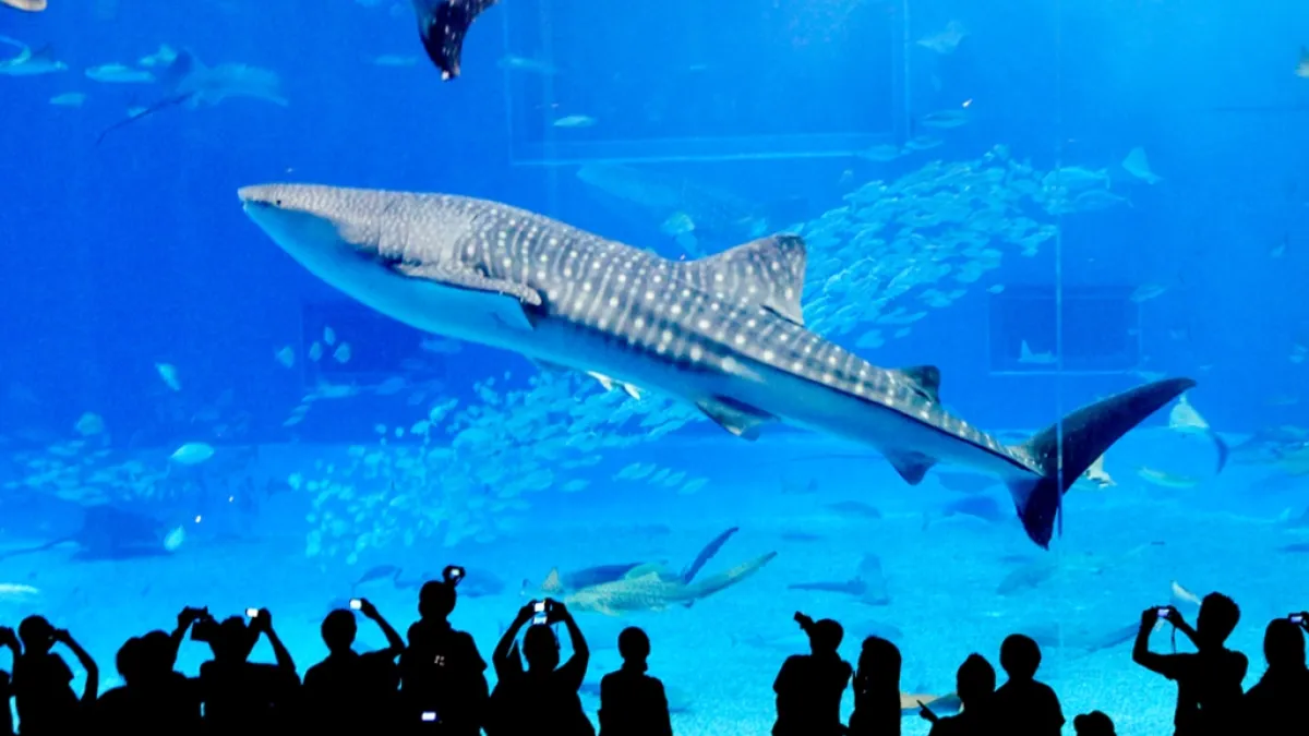 小時候去過水族館,當時只知道水族館有好多魚、好漂亮,現在知道,其實這是一種傷害動物的行為...(圖/Makoto Okuda@flickr)