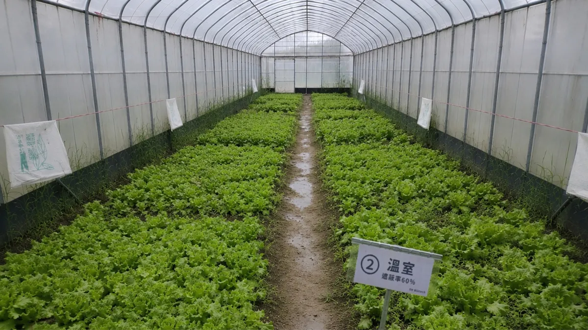 星耀推動光電結合農業試驗計畫,建置60%遮光網室,福山萵苣生長良好並成功豐收。