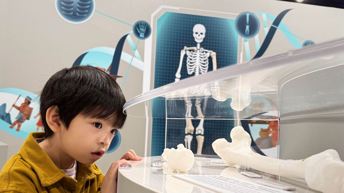 十三行博物館「運動競化論—古代生活與現代競技特展」揭開史前人骨骼中的生存密碼。(圖/新北市立十三行博物館) 十三行博物館「運動競化論—古代生活與現代競技特展」揭開史前人骨骼中的生存密碼。(圖/新北市立十三行博物館)