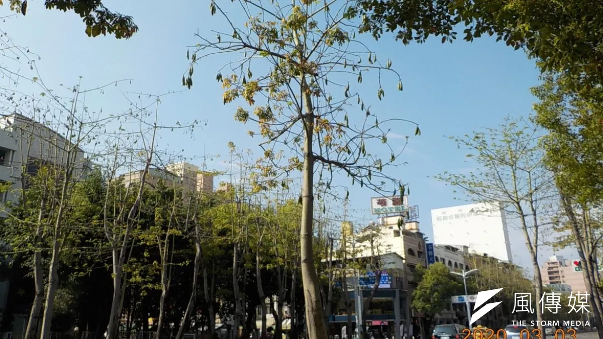 吉貝棉高大氣派,春季花後常見結實纍纍的蒴果,雖浪漫但易影響居住品質。(圖/徐炳文攝)