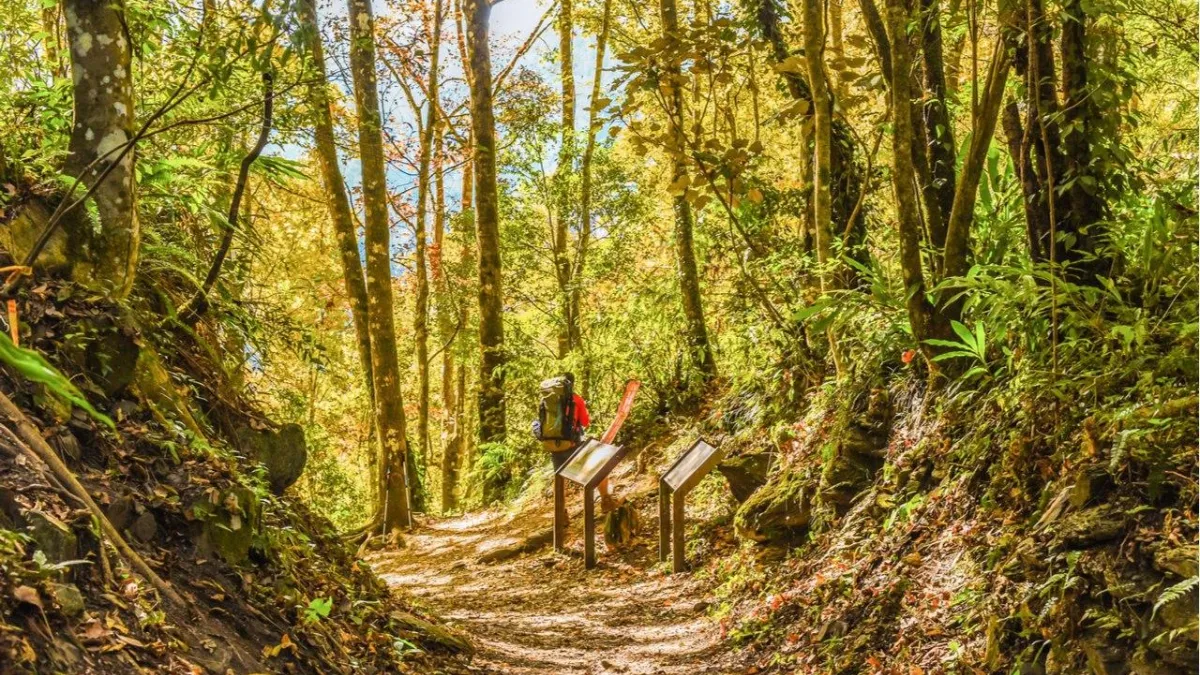 新竹這8條絕美登山步道,絕對是假日療癒身心的好選擇!(圖/奧丁丁客棧提供)