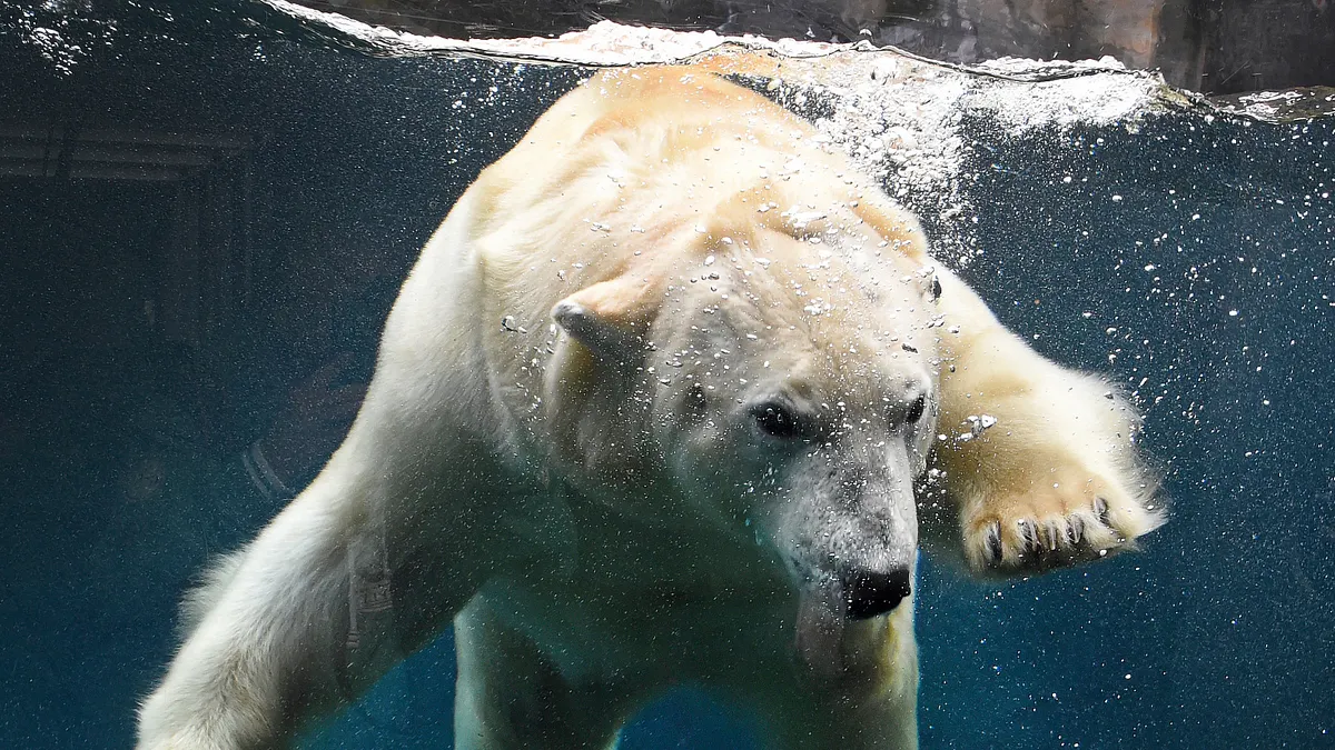 北極冰層大幅消退,許多北極熊長途游泳疲累致死。(美聯社) 北極冰層大幅消退,許多北極熊長途游泳疲累致死。(美聯社)