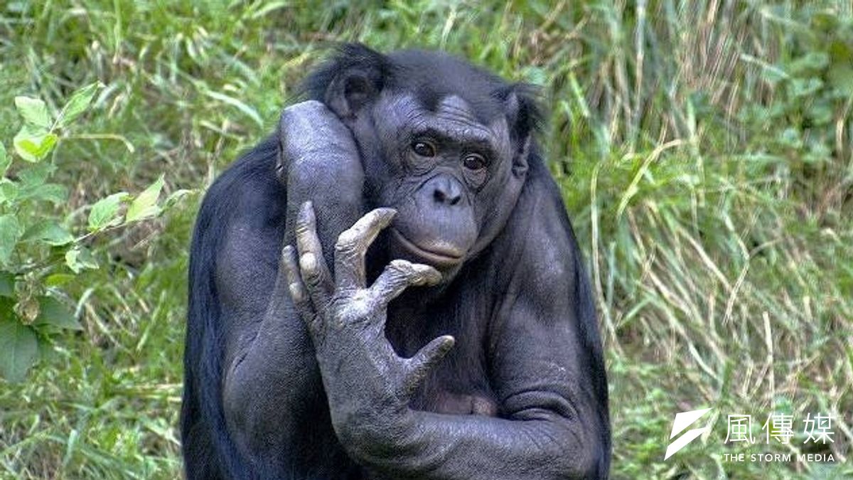 動物權保護團體為黑猩猩的「法律人格地位」向紐約州法院提出訴訟(取自網路) 動物權保護團體為黑猩猩的「法律人格地位」向紐約州法院提出訴訟(取自網路)