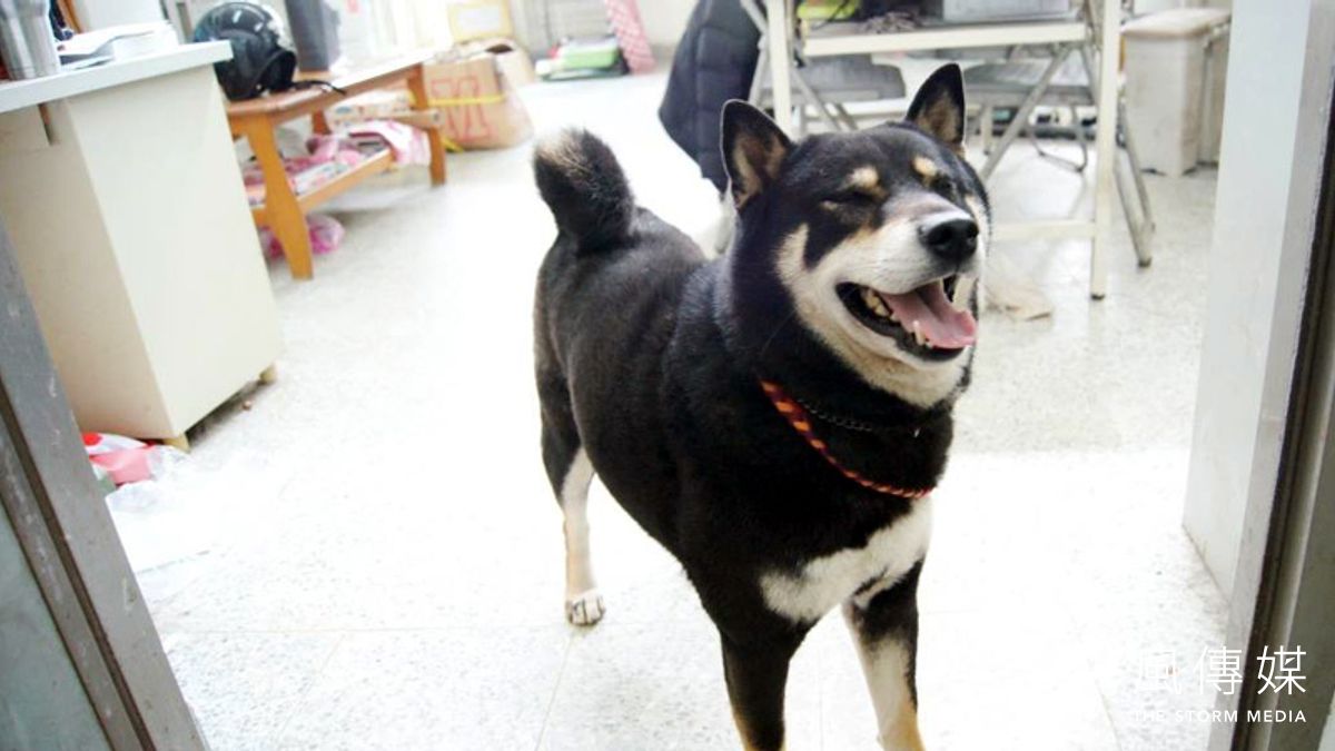 醫師說,孩童氣喘的誘發因子相當多元,室內因素像是二手菸、貓狗寵物、塵蟎等。圖為柴犬。(資料照,張毅攝) 醫師說,孩童氣喘的誘發因子相當多元,室內因素像是二手菸、貓狗寵物、塵蟎等。圖為柴犬。(資料照,張毅攝)