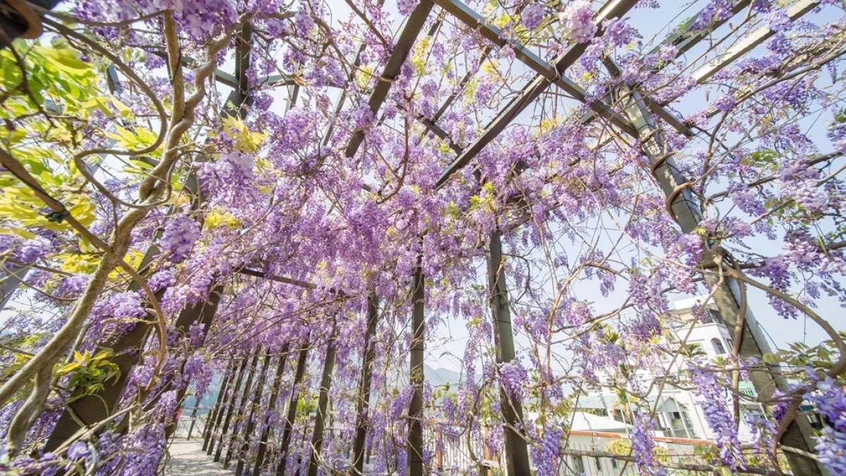 嘉義紫藤花盛開,縣府將於17日在紫藤公園舉辦「紫色野餐派對」。(圖/嘉義縣政府文觀局提供)