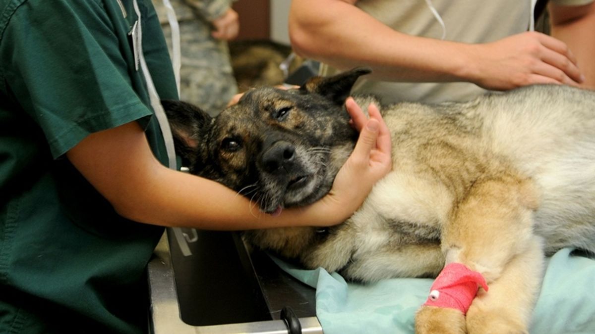 獸醫師普遍面臨跟人醫一樣、甚至更長的工時、工作壓力,然而,他們的工作條件卻更差...(圖/pixabay) 獸醫師普遍面臨跟人醫一樣、甚至更長的工時、工作壓力,然而,他們的工作條件卻更差...(圖/pixabay)