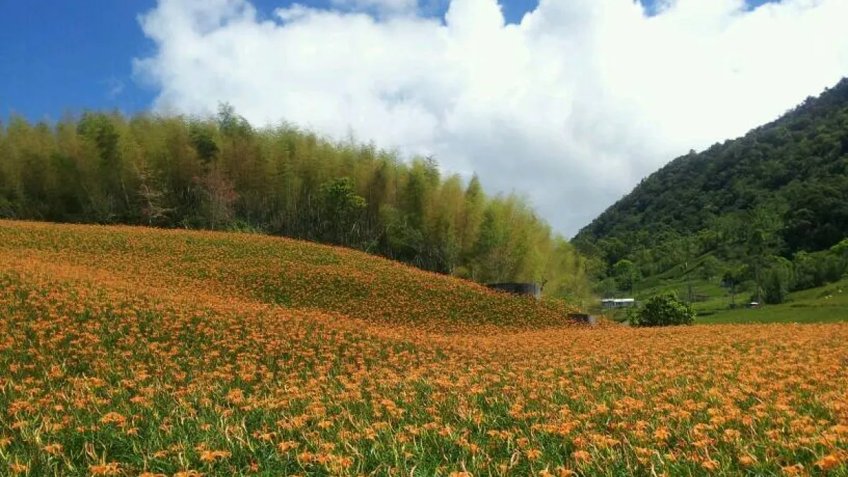 有如黃金海浪的金針花,遍佈花蓮富里六十石山與玉里赤柯山,景緻美不勝收。(圖/鼎運旅遊提供)