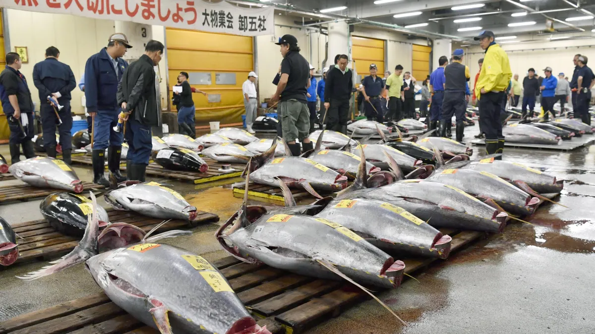 2018年10月6日,舉世聞名的東京築地市場舉行最後一次凌晨拍賣,之後將搬遷至新址。(AP)
