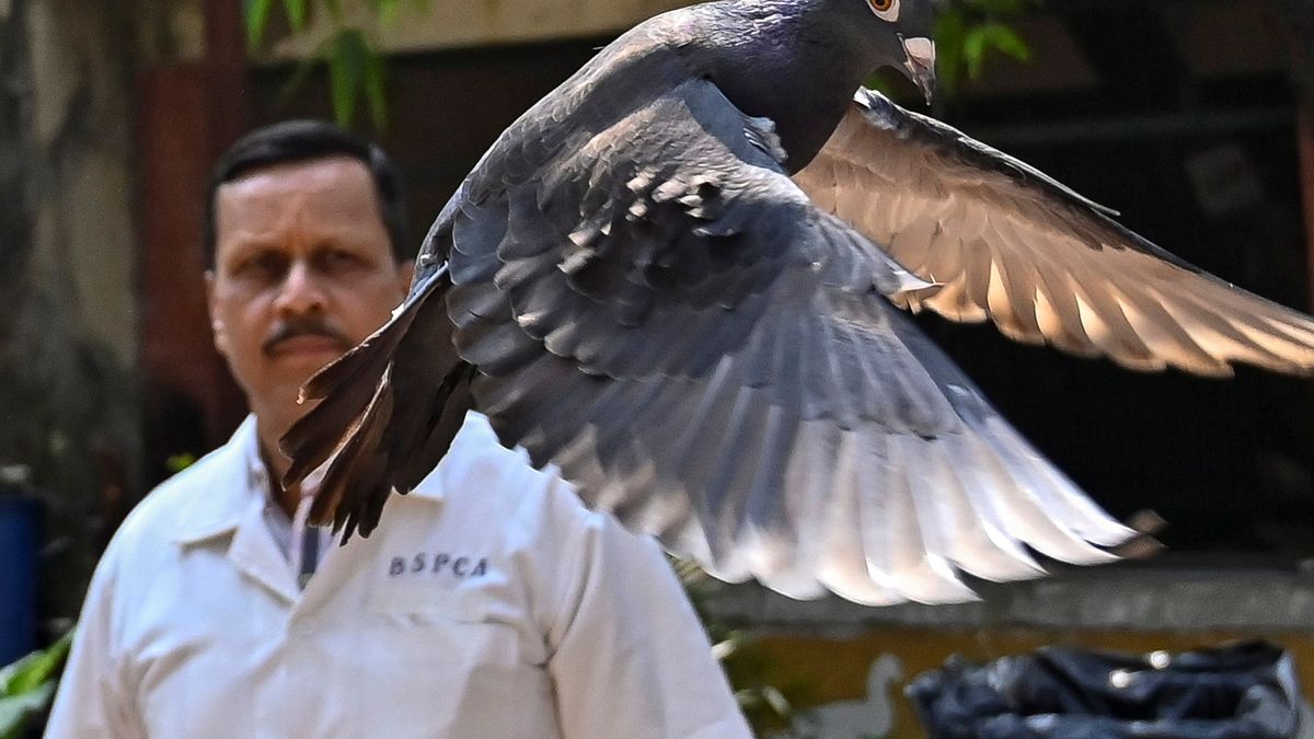 經查證後,印度當局確定賽鴿是來自台灣,因此將牠釋放。(圖/AP) 經查證後,印度當局確定賽鴿是來自台灣,因此將牠釋放。(圖/AP)