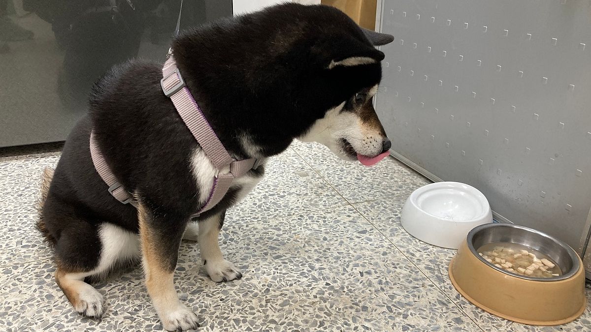 北市動保處提醒飼主,勿用肉粽餵食毛孩。(圖/臺北市政府動物保護處提供) 北市動保處提醒飼主,勿用肉粽餵食毛孩。(圖/臺北市政府動物保護處提供)