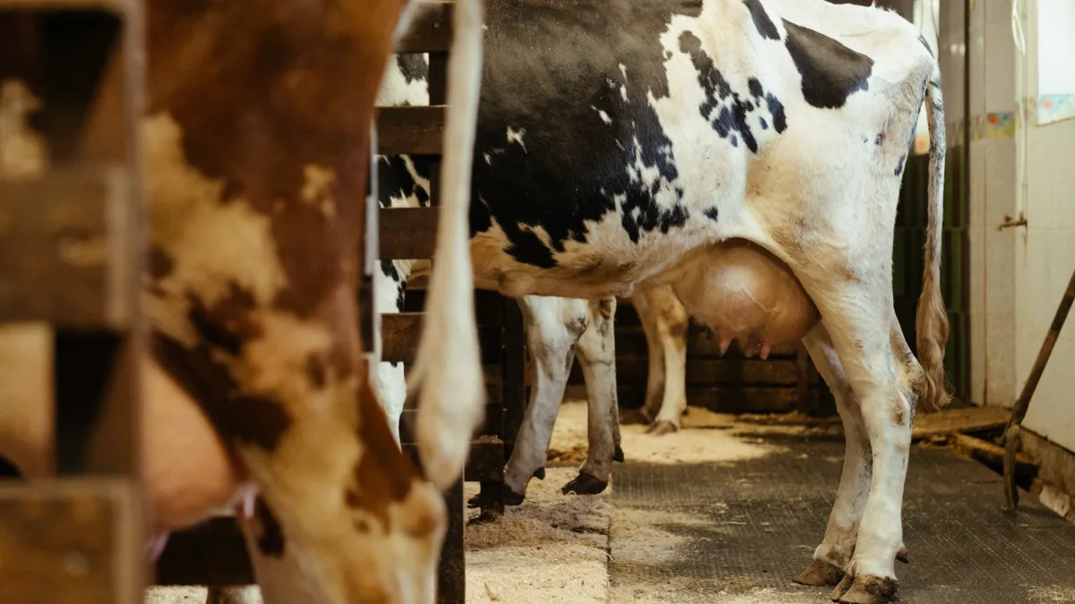 人類為了掌握乳牛的生產品質,透過人工受孕等方式剝奪了動物的性能力。(示意圖/取自Pexels)