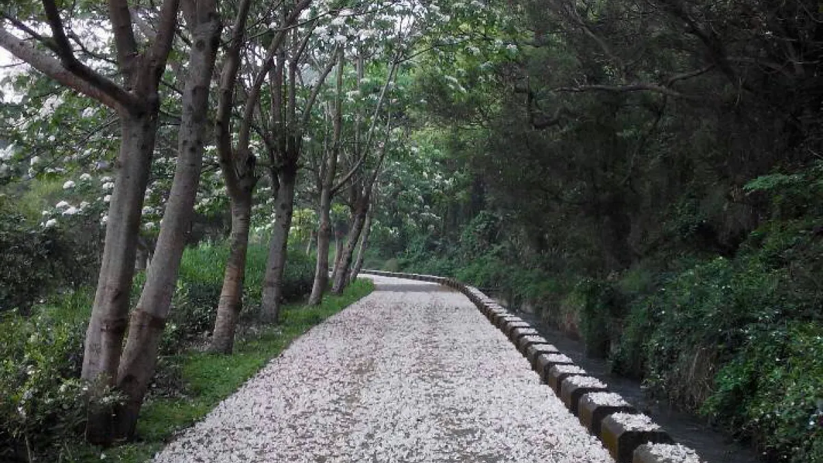 欣賞「五月雪」 台中外埔桐花季5/1登場