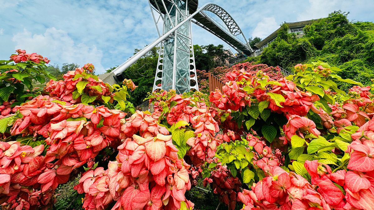 曾文水庫觀景樓_粉萼花盛開。(圖/嘉義縣政府提供) 曾文水庫觀景樓_粉萼花盛開。(圖/嘉義縣政府提供)