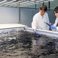 CJ Foods to Break Ground on Commercial Land-Based Gim Cultivation Facility, Pioneering Sustainable Production of Korean Seaweed CJ Foods to Break Ground on Commercial Land-Based Gim Cultivation Facility, Pioneering Sustainable Production of Korean Seaweed