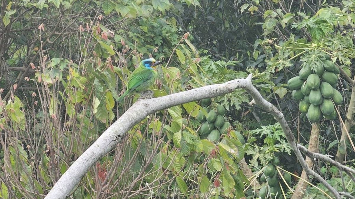 参山国家風景区管理処がWBC委員らに台湾中部の野鳥の美しさを鑑賞させる。(写真/参山国家風景区管理処) 参山国家風景区管理処がWBC委員らに台湾中部の野鳥の美しさを鑑賞させる。(写真/参山国家風景区管理処)