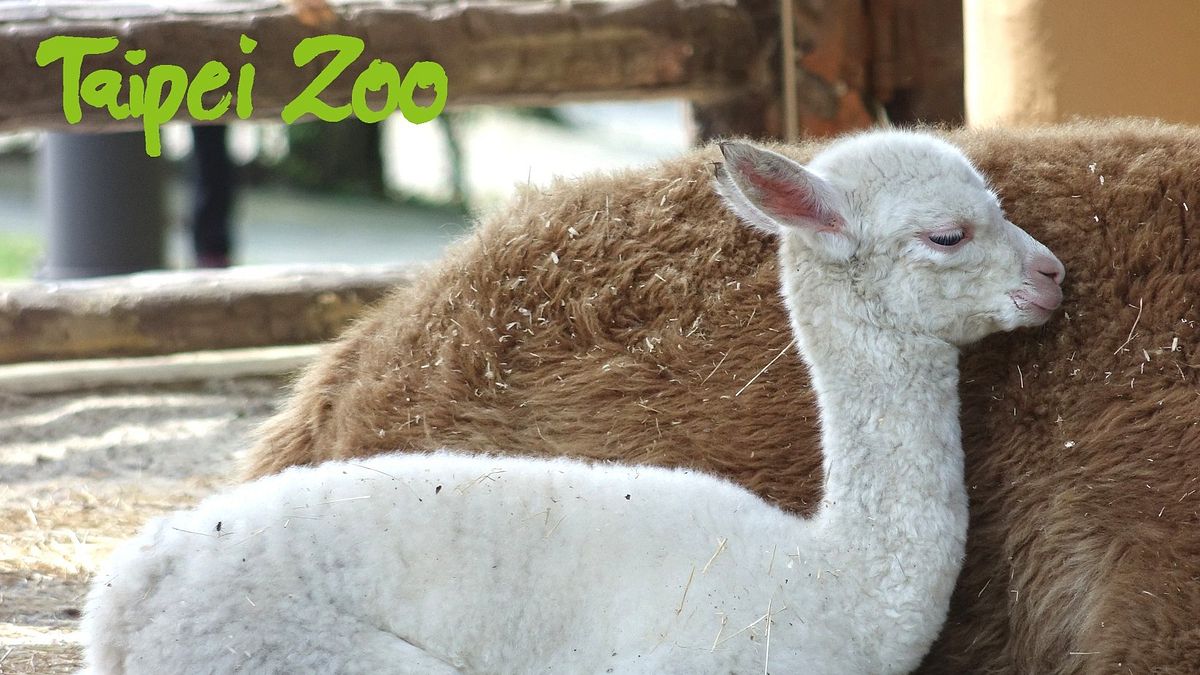 雪白草泥馬寶寶萌翻了 調皮活潑惹人愛 雪白草泥馬寶寶萌翻了 調皮活潑惹人愛