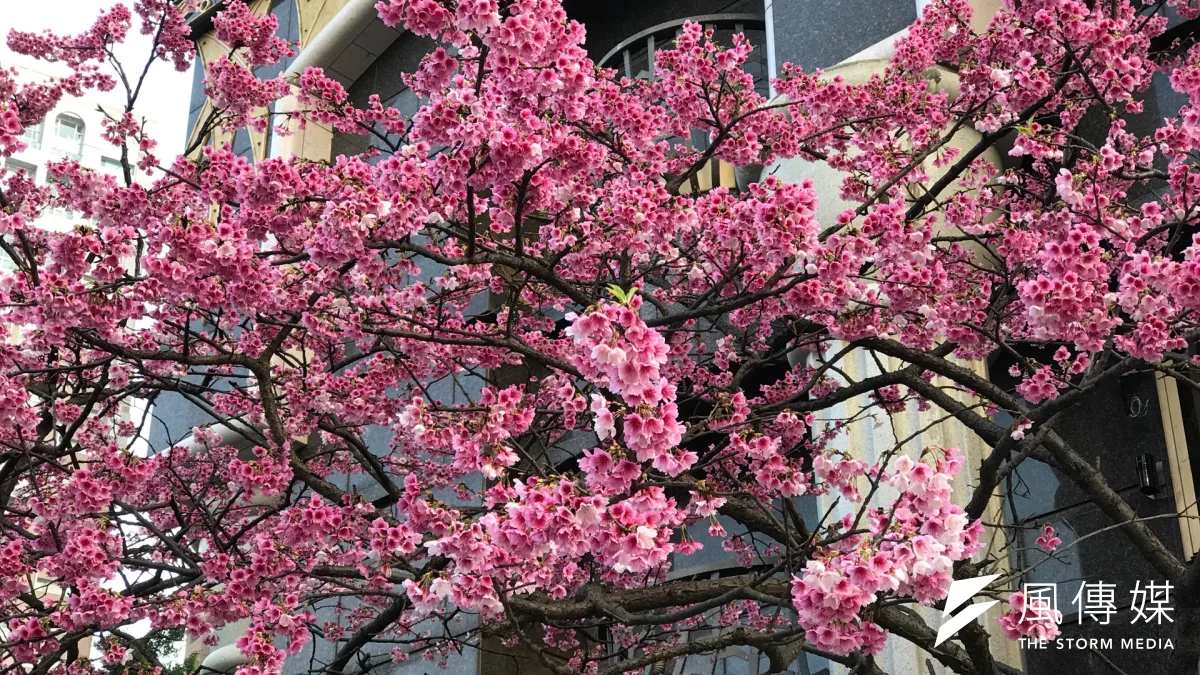 櫻花盛開,好天氣到今天為止,民眾可好好把握出外走走。(風傳媒)